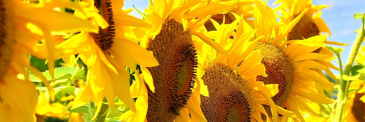  sunflower-1266456_1280_Jeno_Szabo__Pixabay_zugeschnitten.jpg